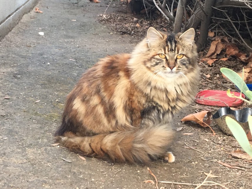 This fluffy local cat poses for the camera in French Valley