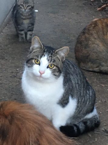 a sweet local feral cat in the french valley that has brought the neighborhood together