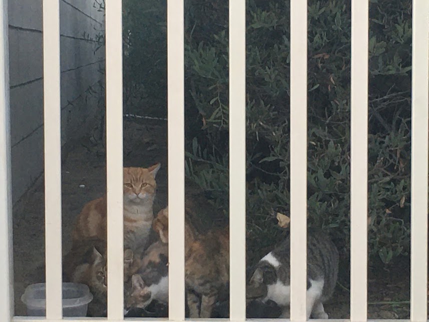 local cats eating food and water behind gate in french valley