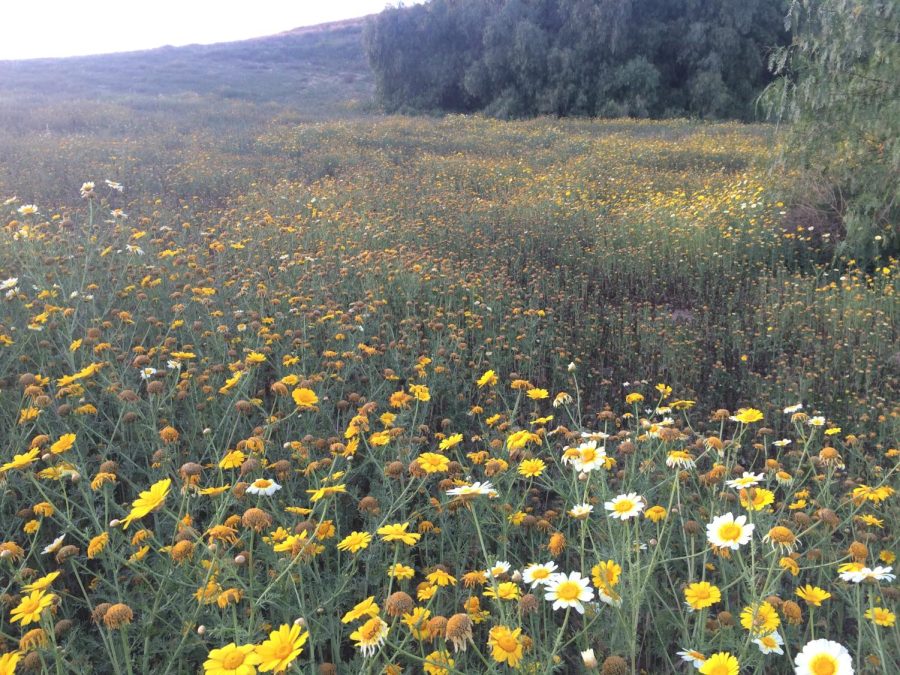 Photo of a Daisy Field by Kendra Williams