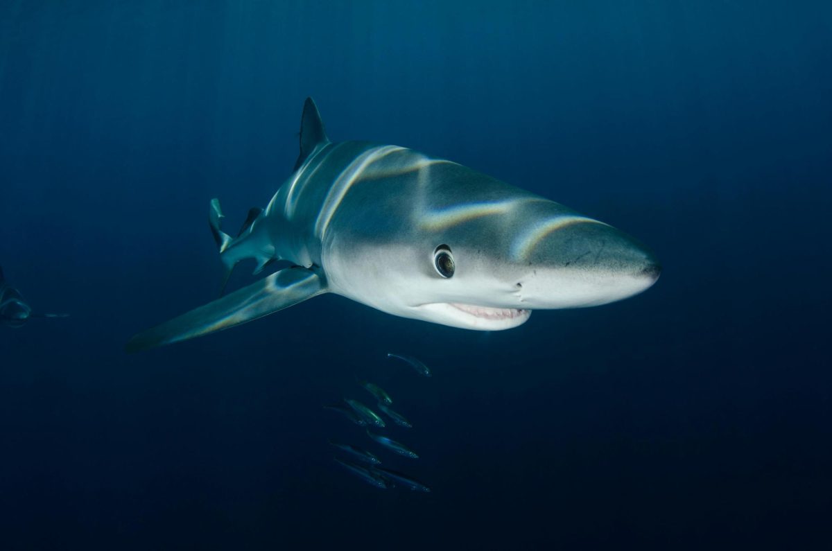 The Internet Has Decided: Sharks Are Misunderstood, Dolphins Are Menaces